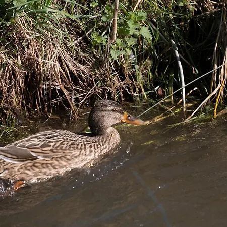 Bed and breakfast Meschermolen
