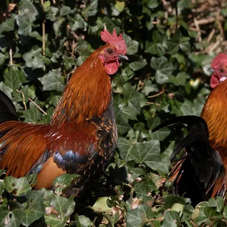 Meschermolen Frühstückspension 3*
