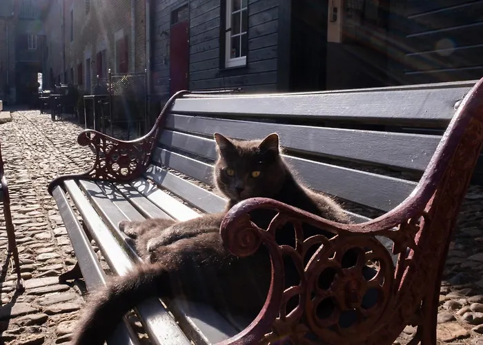 Meschermolen Nocleg ze śniadaniem 3*