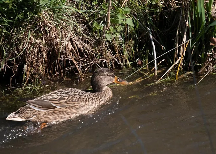فندق مبيت وإفطار Meschermolen