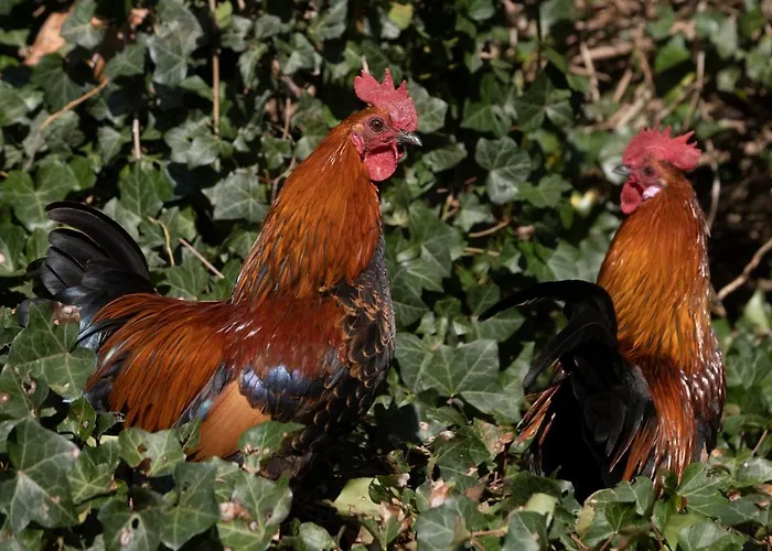 Meschermolen فندق مبيت وإفطار 3*